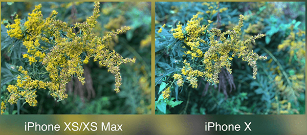 iPhoneXSとiPhone Xのカメラ比較3